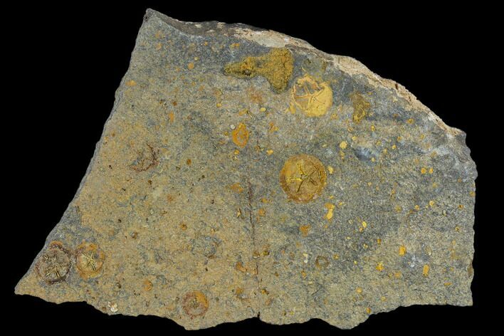 Fossil Ordovician Edrioasteroid Plate - Morocco #115013